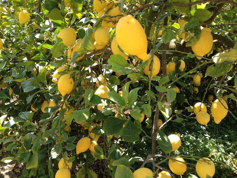 Limones